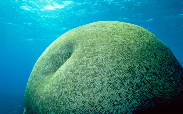  marine sea life