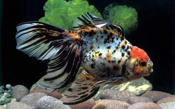 A vibrant goldfish with striking patterns swims gracefully among smooth stones, set against a backdrop of lush green plants, creating a stunning HD desktop wallpaper.