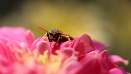 Animal wasp HD Desktop Wallpaper | Background Image