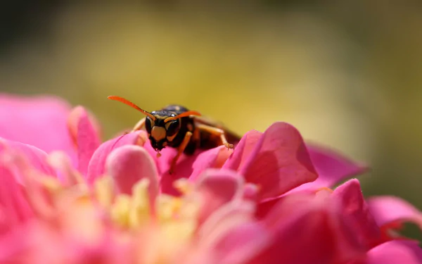 Animal wasp HD Desktop Wallpaper | Background Image