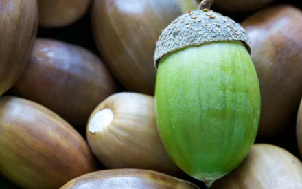 nature acorn HD Desktop Wallpaper | Background Image