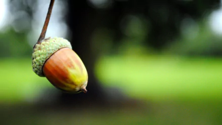 nature acorn HD Desktop Wallpaper | Background Image