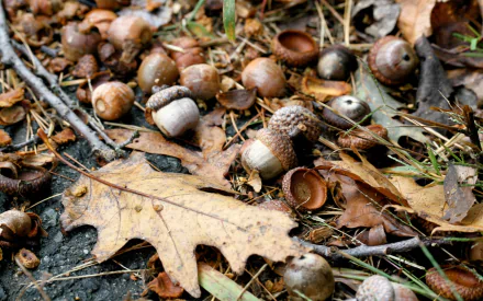 nature acorn HD Desktop Wallpaper | Background Image