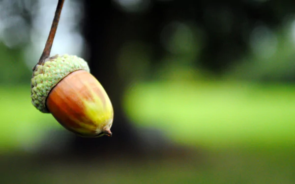 nature acorn HD Desktop Wallpaper | Background Image