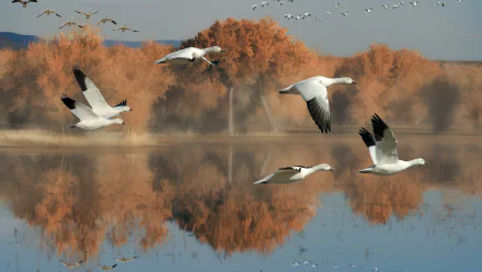 A flock of geese flying low over a calm lake with autumn-colored trees reflected in the water, captured in stunning 4K Ultra HD for a PC desktop background.