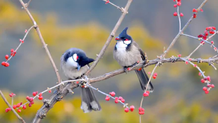 HD desktop wallpaper featuring two red-whiskered bulbuls perched on a branch with red berries against a blurred background.
