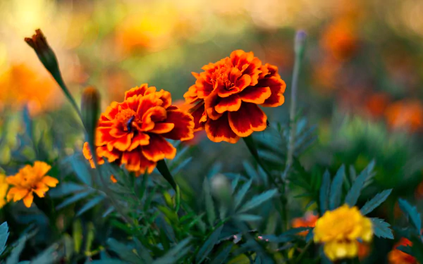 A vibrant close-up of marigold flowers in bloom, showcasing their rich orange hues against a blurred natural background. This high-definition image serves as a beautiful desktop wallpaper.