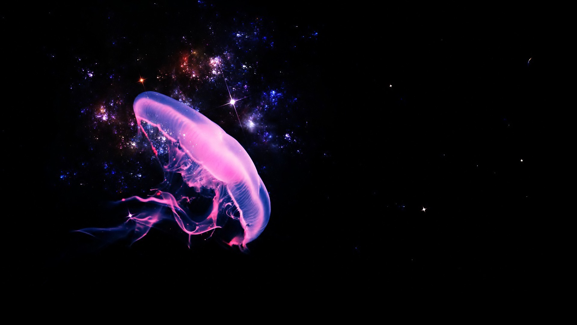 Jellyfish HD Wallpaper | Background Image | 1920x1080 ...