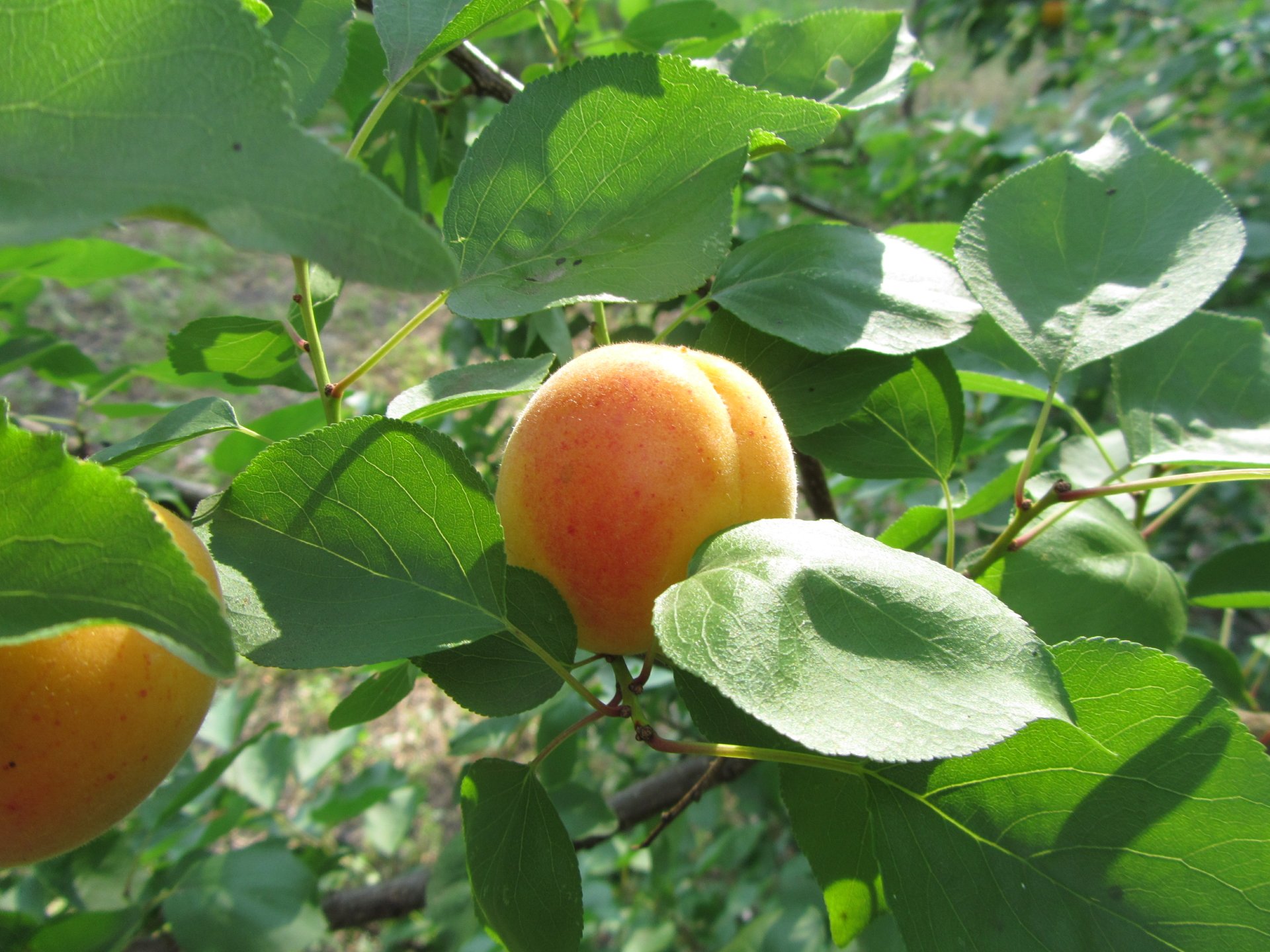 Download Nature Apricot Tree 4k Ultra HD Wallpaper by Vergilius