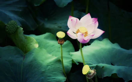 A serene HD desktop wallpaper featuring a vibrant lotus flower amidst lush green leaves, capturing the beauty of nature and the elegance of lilies in bloom.