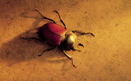 Animal beetle HD Desktop Wallpaper | Background Image
