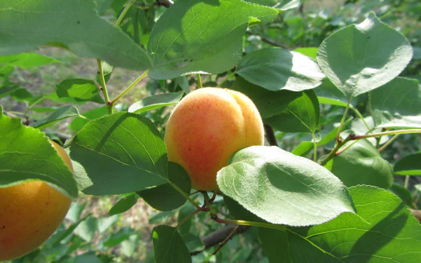 nature apricot tree HD Desktop Wallpaper | Background Image