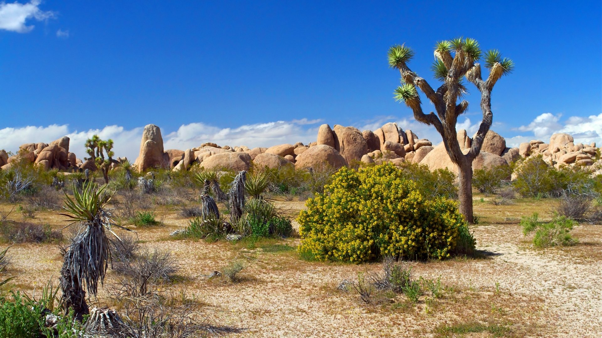 HD PC desktop wallpaper depicting a vibrant desert landscape with Joshua trees, rocky formations, and sparse vegetation under a clear blue sky.