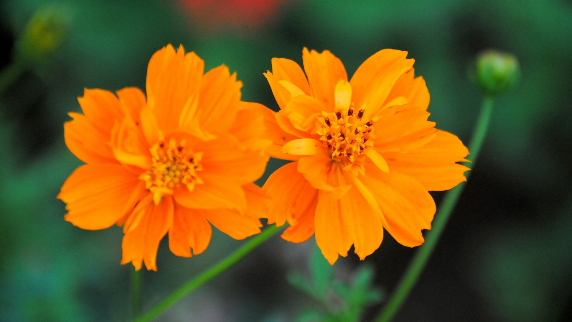 4K Ultra HD PC desktop wallpaper — nature flower close-up of two vivid orange blossoms against a soft green bokeh background.