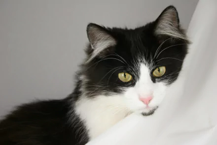 Long-haired tuxedo cat with striking yellow eyes resting against a white background, captured in HD for a PC desktop wallpaper.