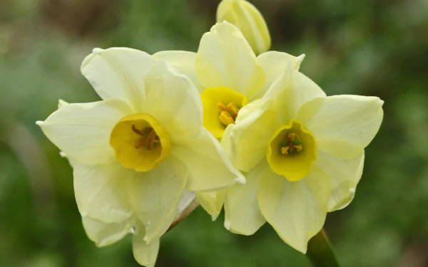 nature daffodil HD Desktop Wallpaper | Background Image