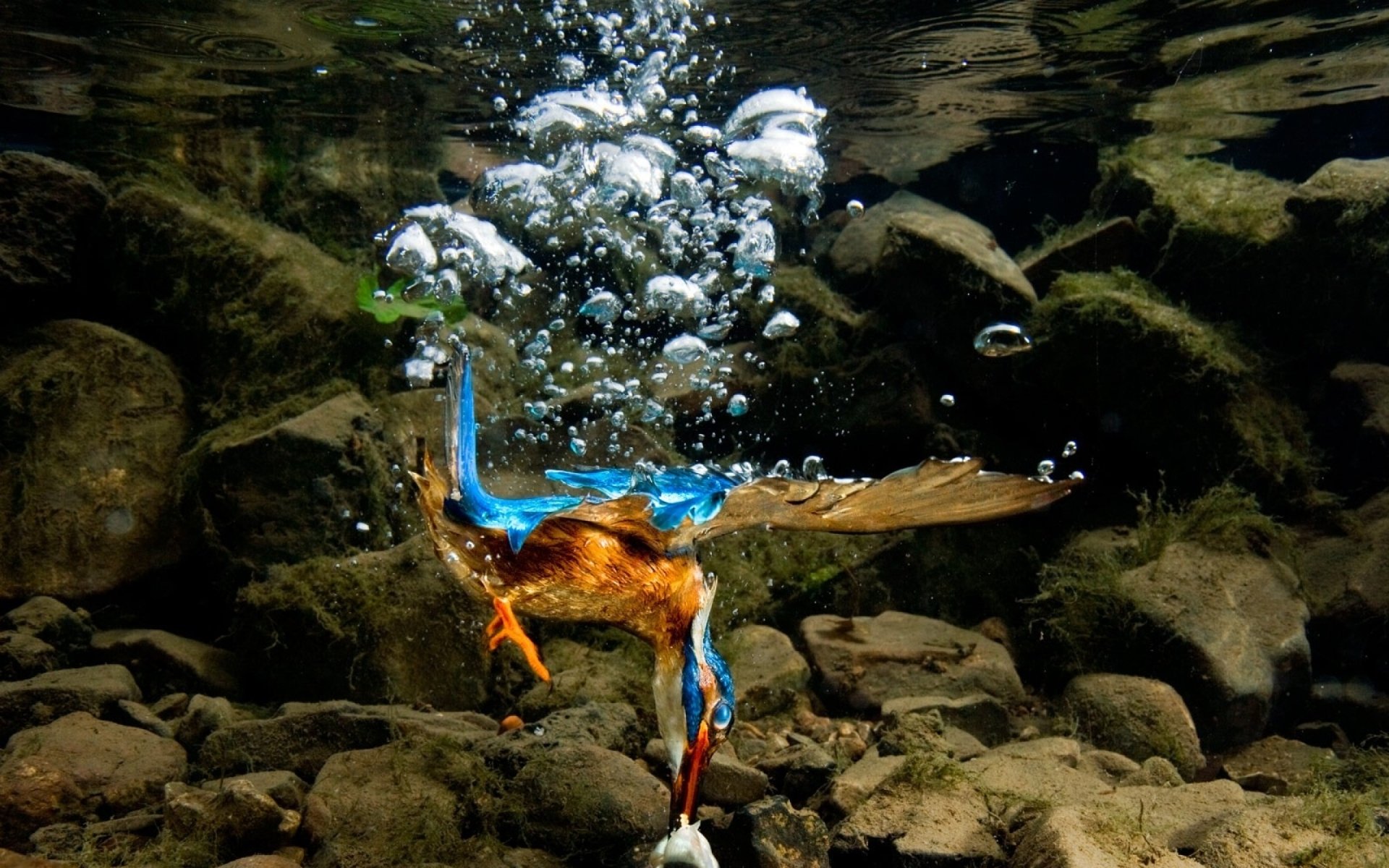 A vibrant kingfisher diving underwater, surrounded by bubbles and rocky terrain, captured in stunning detail. This HD wallpaper brings the beauty of nature to your desktop.