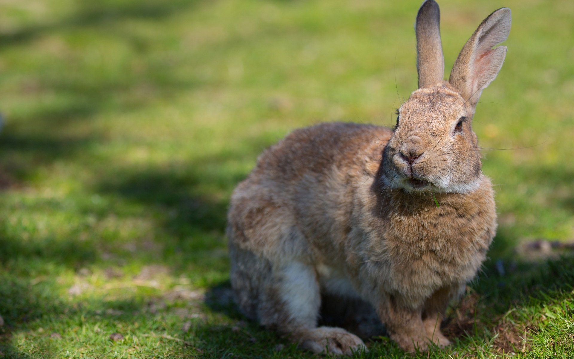 Download Animal Rabbit HD Wallpaper