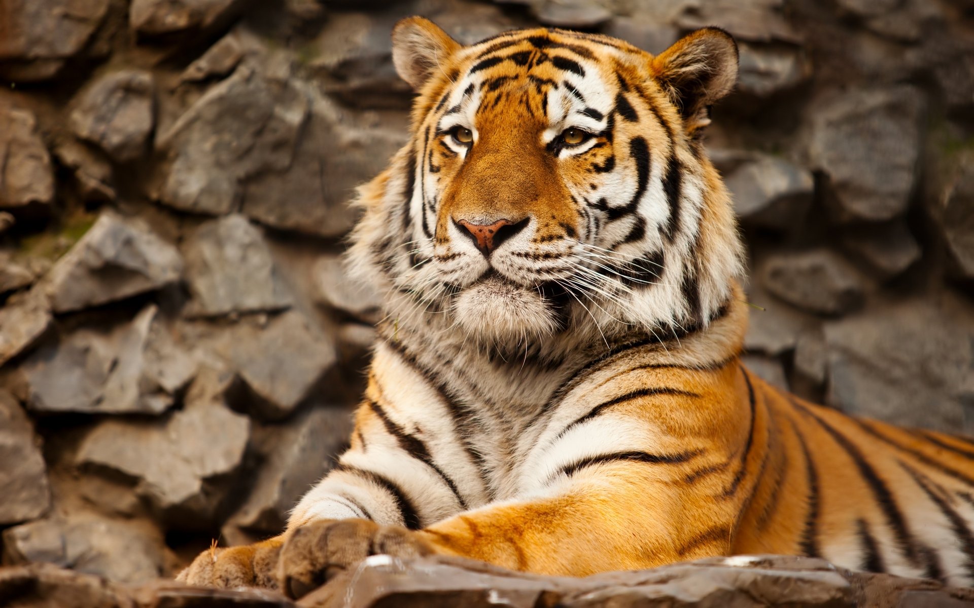 Download Animal Tiger Hd Wallpaper