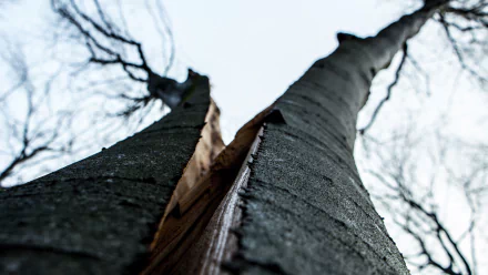 Close-up view of a split tree trunk in a forest, captured in stunning detail as a 4K Ultra HD PC desktop wallpaper showcasing nature's raw textures.