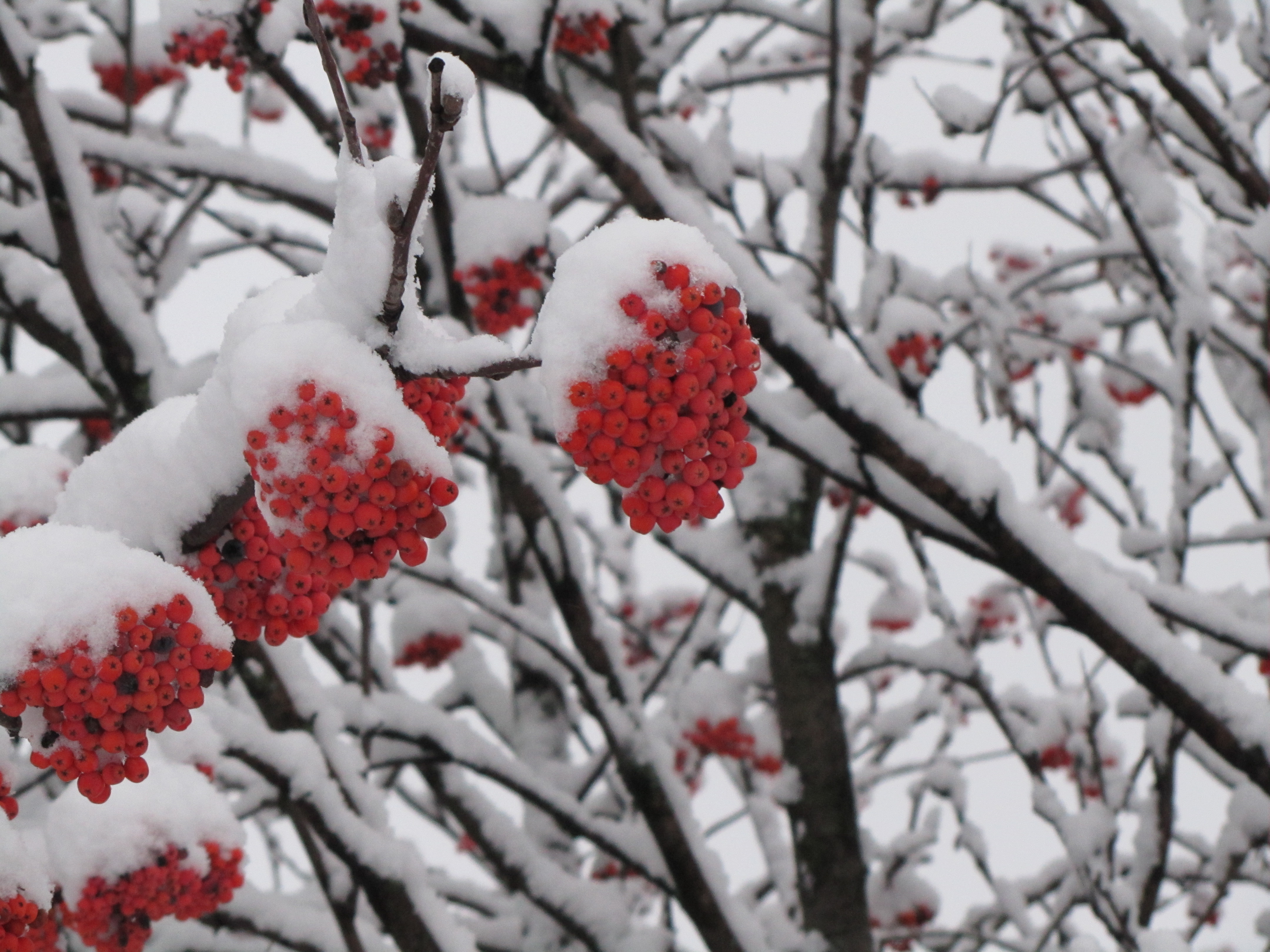 Nature Rowan HD Wallpaper