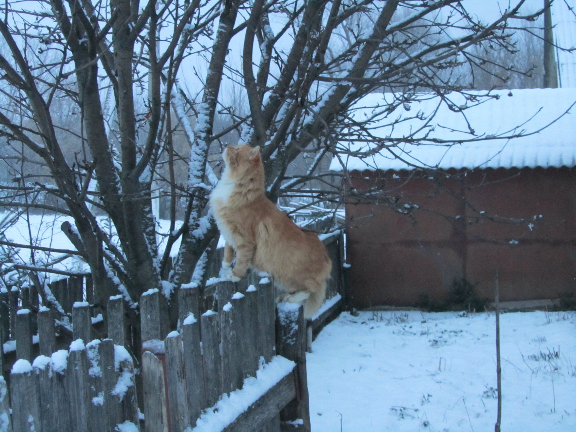 A snowy scene captures a cat perched on a wooden fence, gazing at a tree. This 4K Ultra HD wallpaper showcases the charm of winter wildlife.