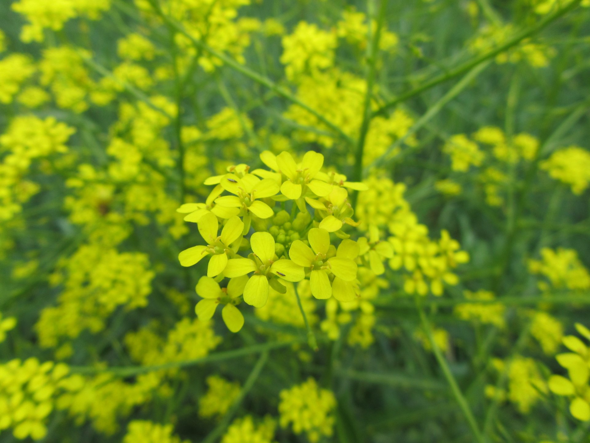 Download Nature Flower 4k Ultra HD Wallpaper by Vergilius