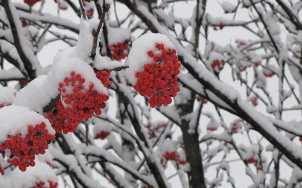nature rowan HD Desktop Wallpaper | Background Image