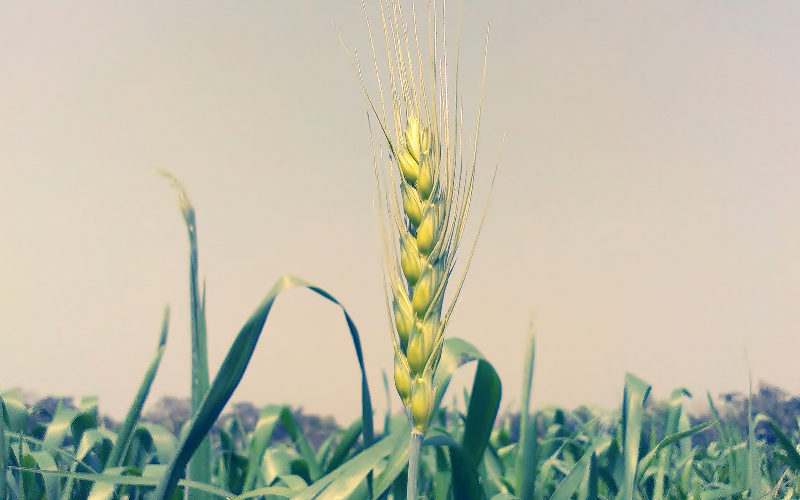 HD wallpaper: Nature, Cereals, Barley, Agriculture, field, field crops,  harvest | Wallpaper Flare