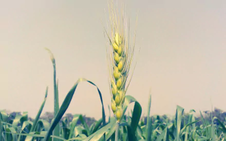 crops nature wheat HD Desktop Wallpaper | Background Image