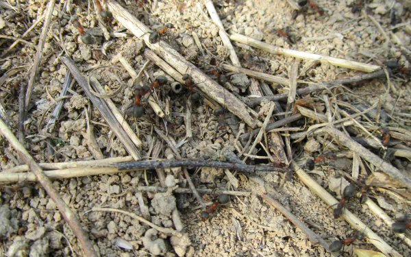 Animal ant HD Desktop Wallpaper | Background Image