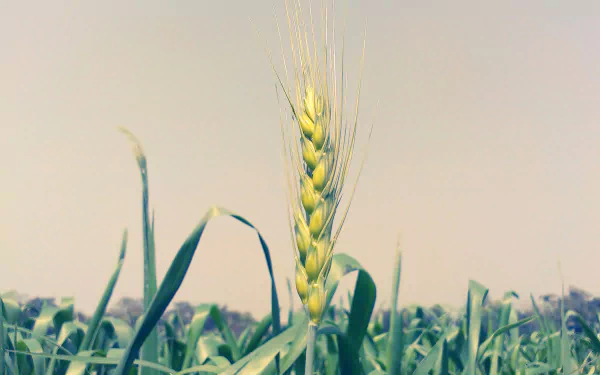 crops nature wheat HD Desktop Wallpaper | Background Image