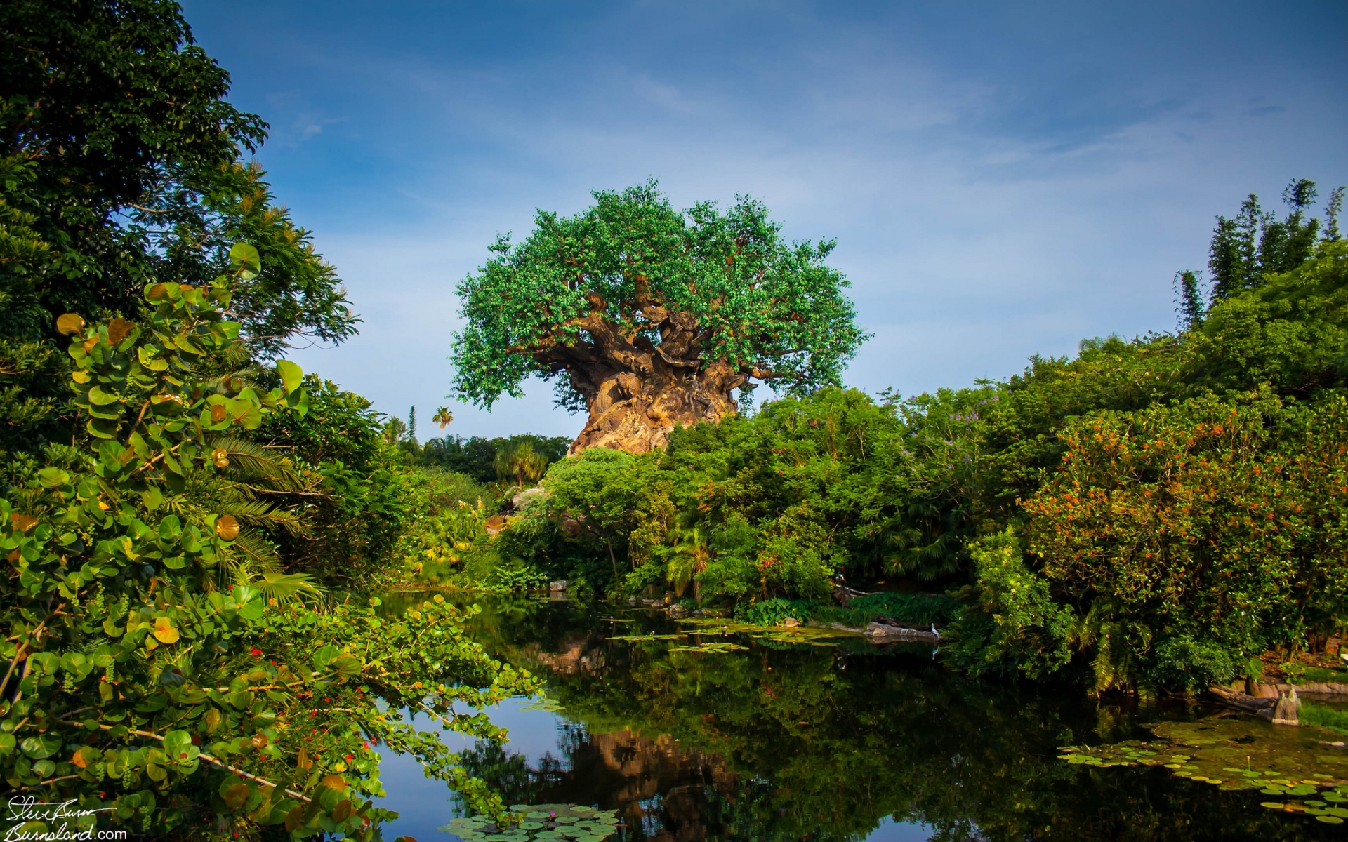 Tree of Life at Disney's Animal Kingdom HD Wallpaper | Background Image