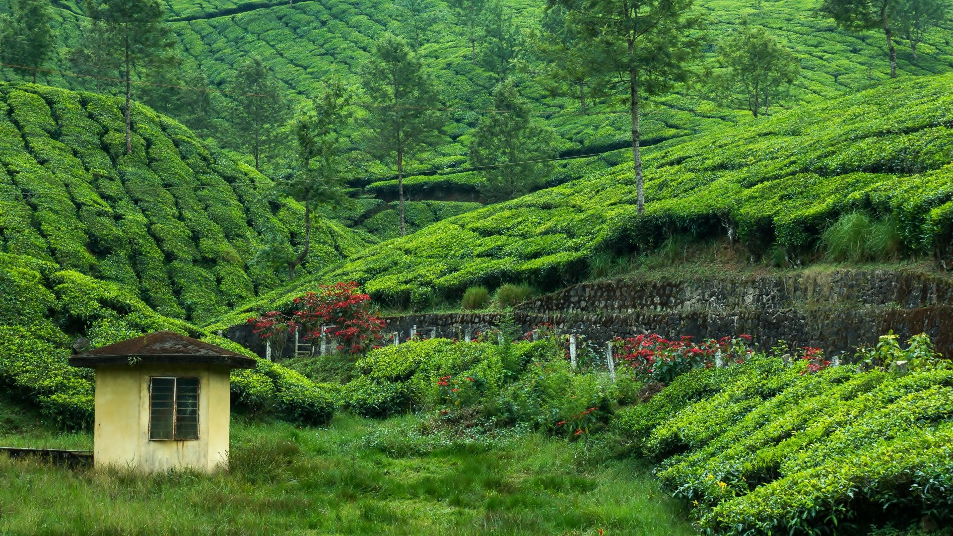 20+ Tea Plantation HD Wallpapers | Background Images