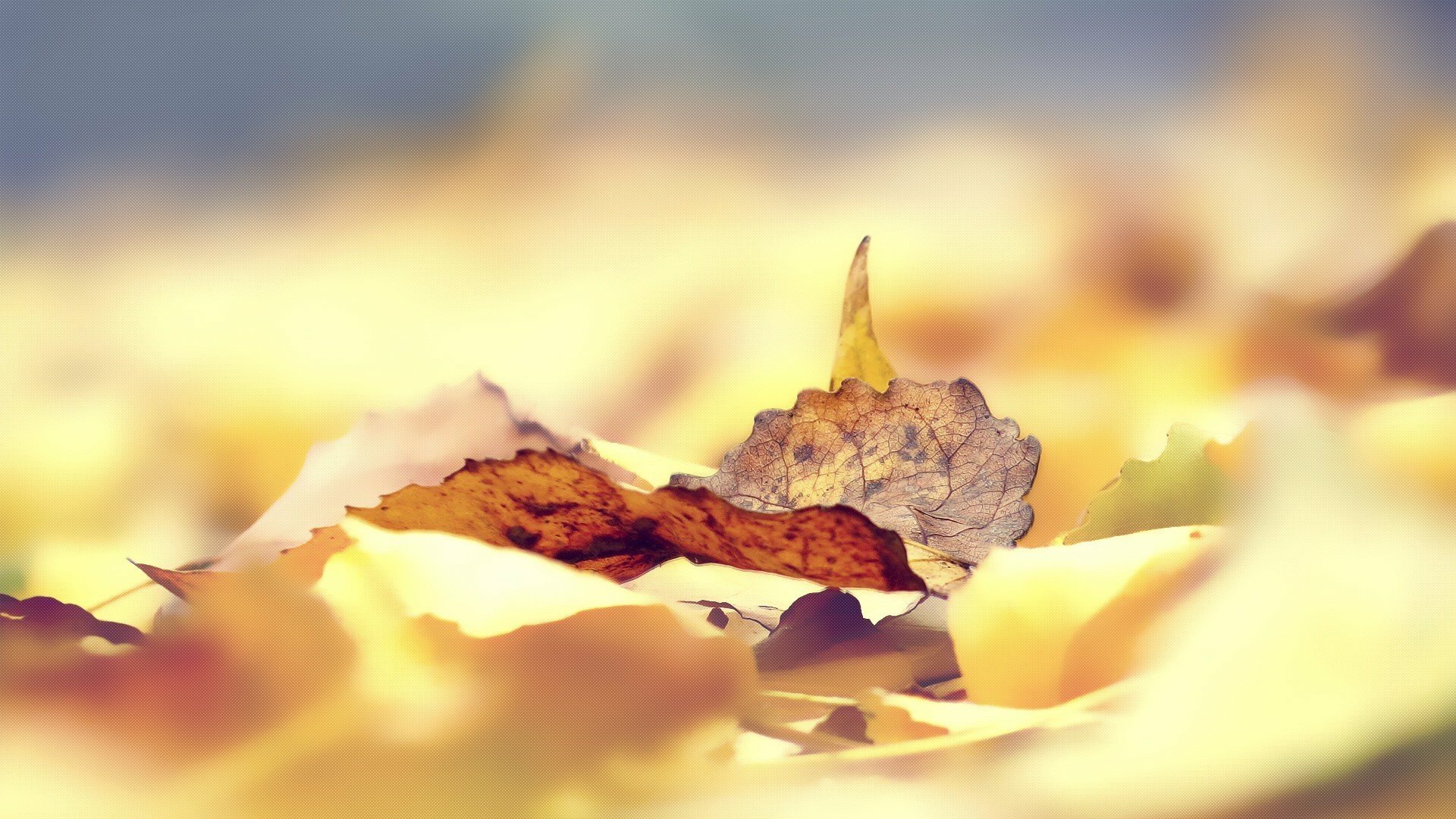 Download Nature Leaf HD Wallpaper