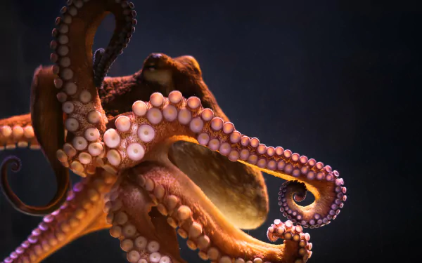 A mesmerizing octopus gracefully extends its vibrant tentacles against a dark background, creating a stunning HD desktop wallpaper that captures the beauty of this fascinating animal.