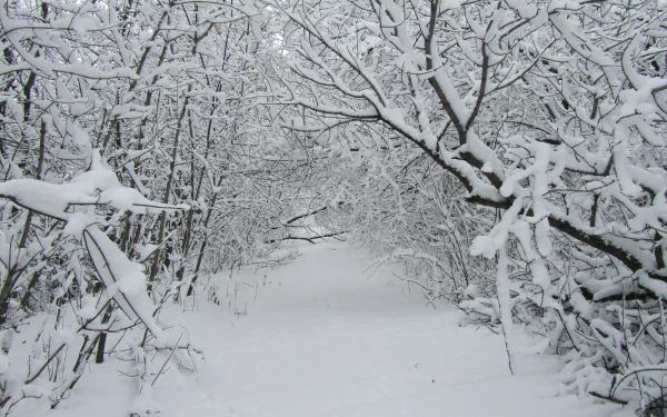 A serene winter forest path covered in fresh snow, captured in stunning 4K Ultra HD for a PC desktop wallpaper showcasing nature’s quiet beauty.