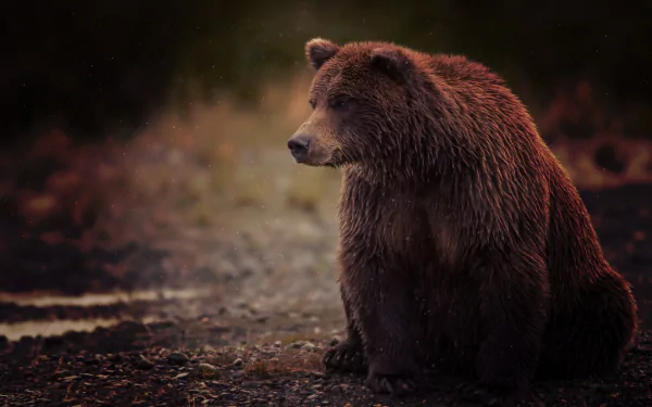 A stunning HD wallpaper featuring a brown bear, captured in a serene moment, showcasing its thick fur and gentle demeanor against a blurred natural background.