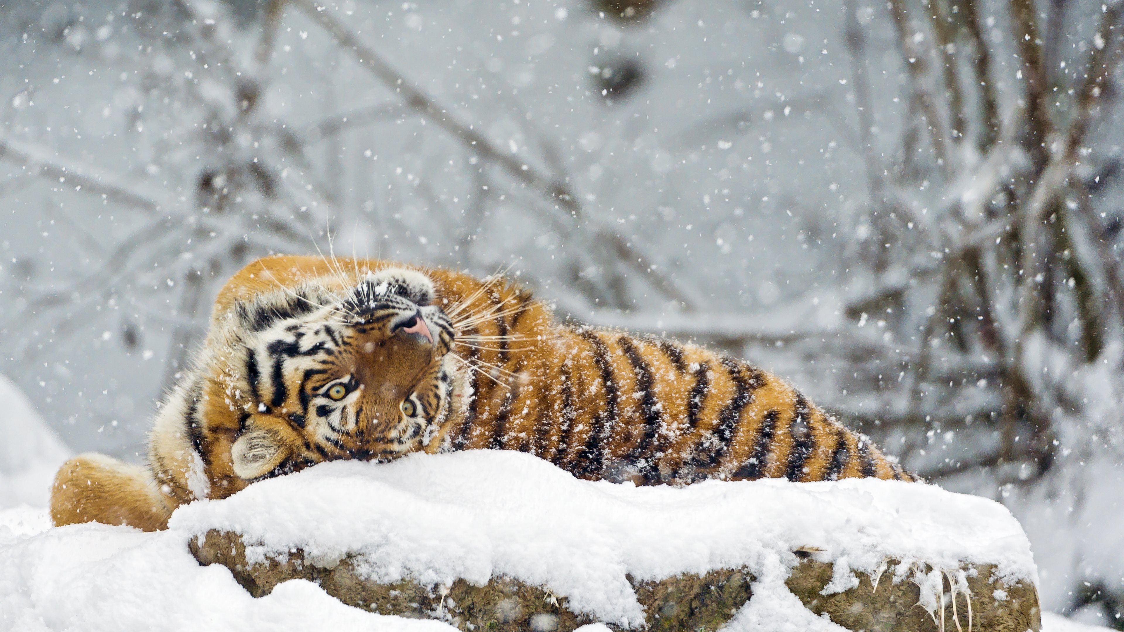 Animaux Tigre Fond d'écran HD | Image