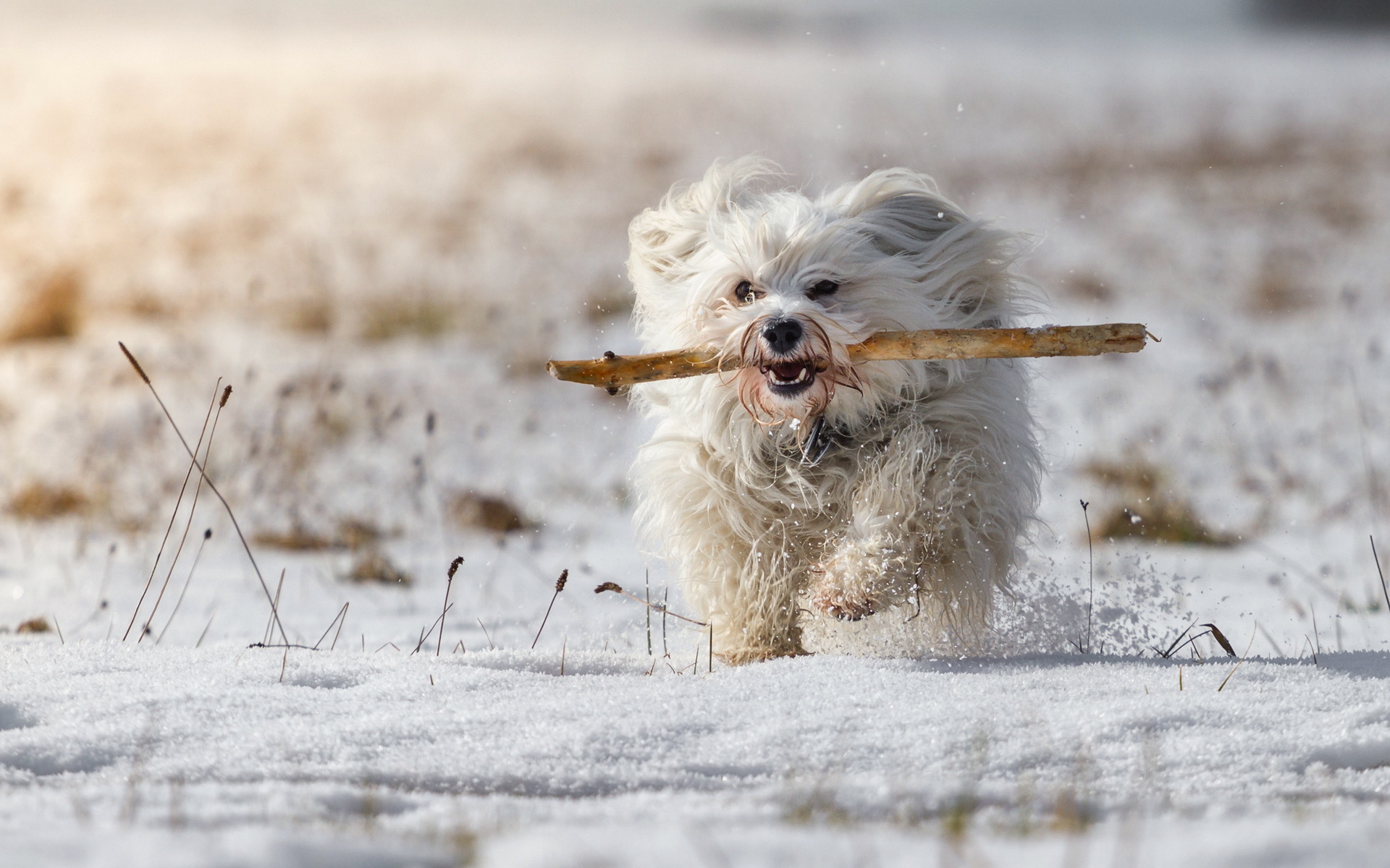 Download wallpapers Havana Bichon, running dog, pets, white Havanese,  autumn, HDR, dog in water, Bichon Havanese, dogs, fluffy dog, cute animals,  Havana Bichon … | Bichon dog, Fluffy dogs, Bichon