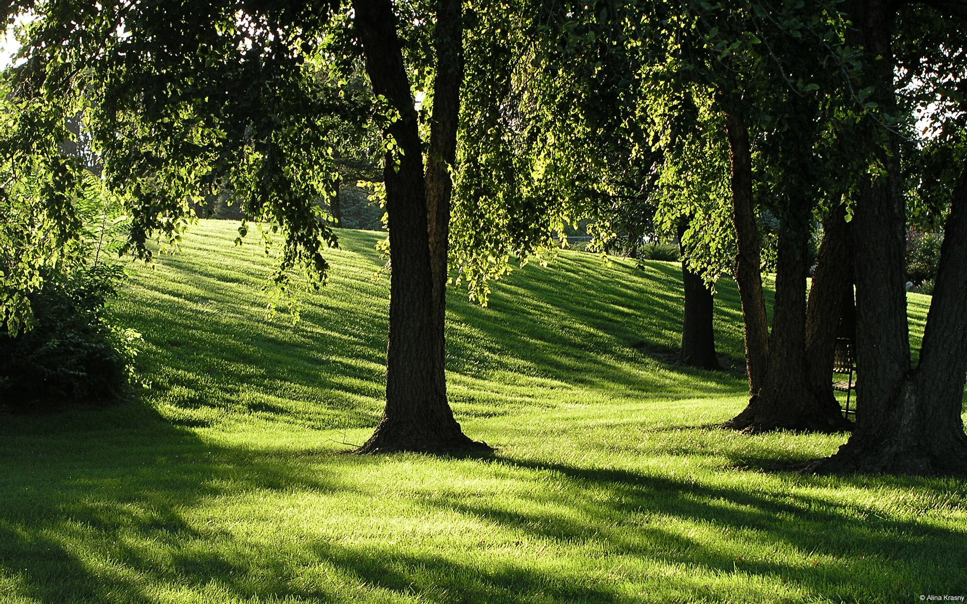 HD desktop wallpaper capturing a serene forest scene with sunlight filtering through tall trees onto a lush green grassy slope.