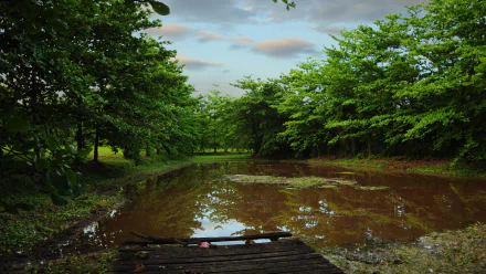HD PC desktop wallpaper of a tranquil swamp nature scene: weathered wooden dock over muddy water reflecting lush green trees under a cloudy sky.