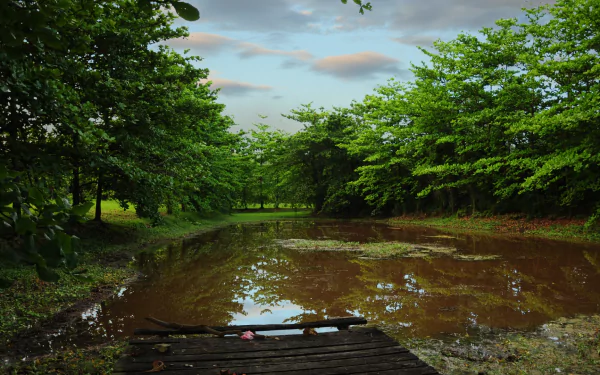 nature swamp HD Desktop Wallpaper | Background Image
