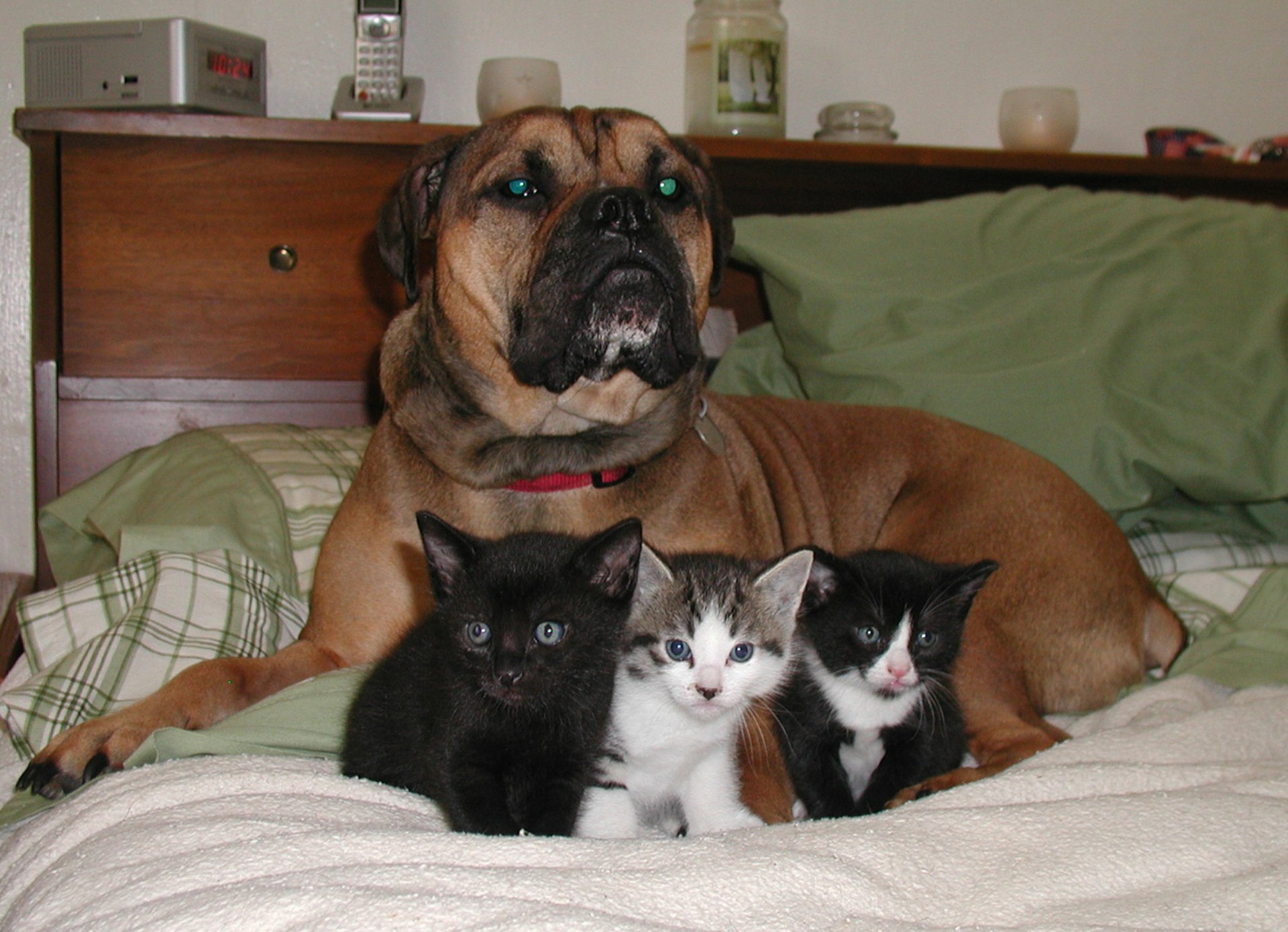 Cute animal HD PC desktop wallpaper and background: a large tan dog on a bed cuddling three tiny kittens—two black and one black-and-white.