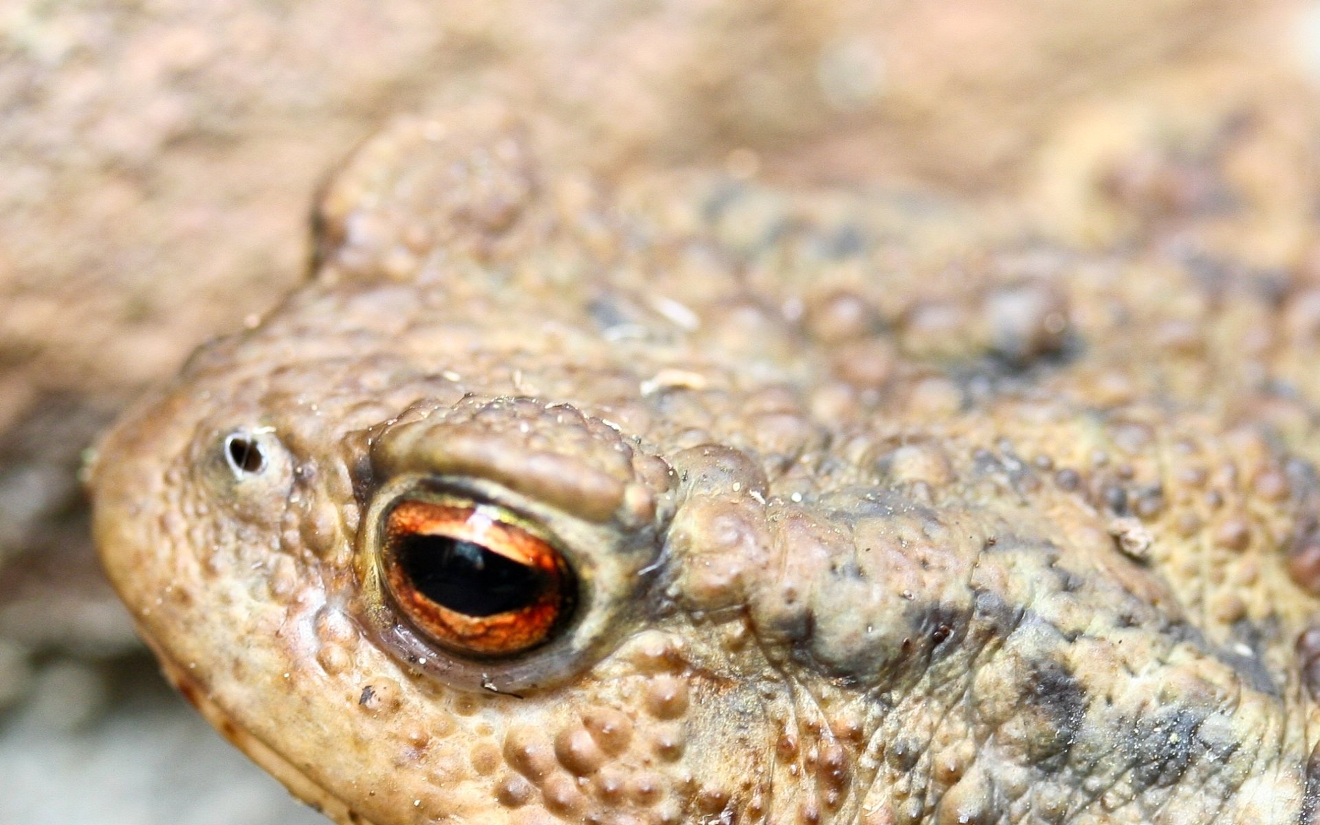 Download Animal Toad HD Wallpaper