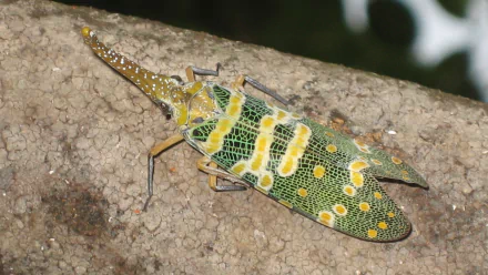 Animal lantern fly HD Desktop Wallpaper | Background Image