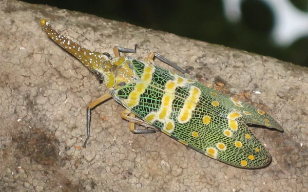 Animal lantern fly HD Desktop Wallpaper | Background Image