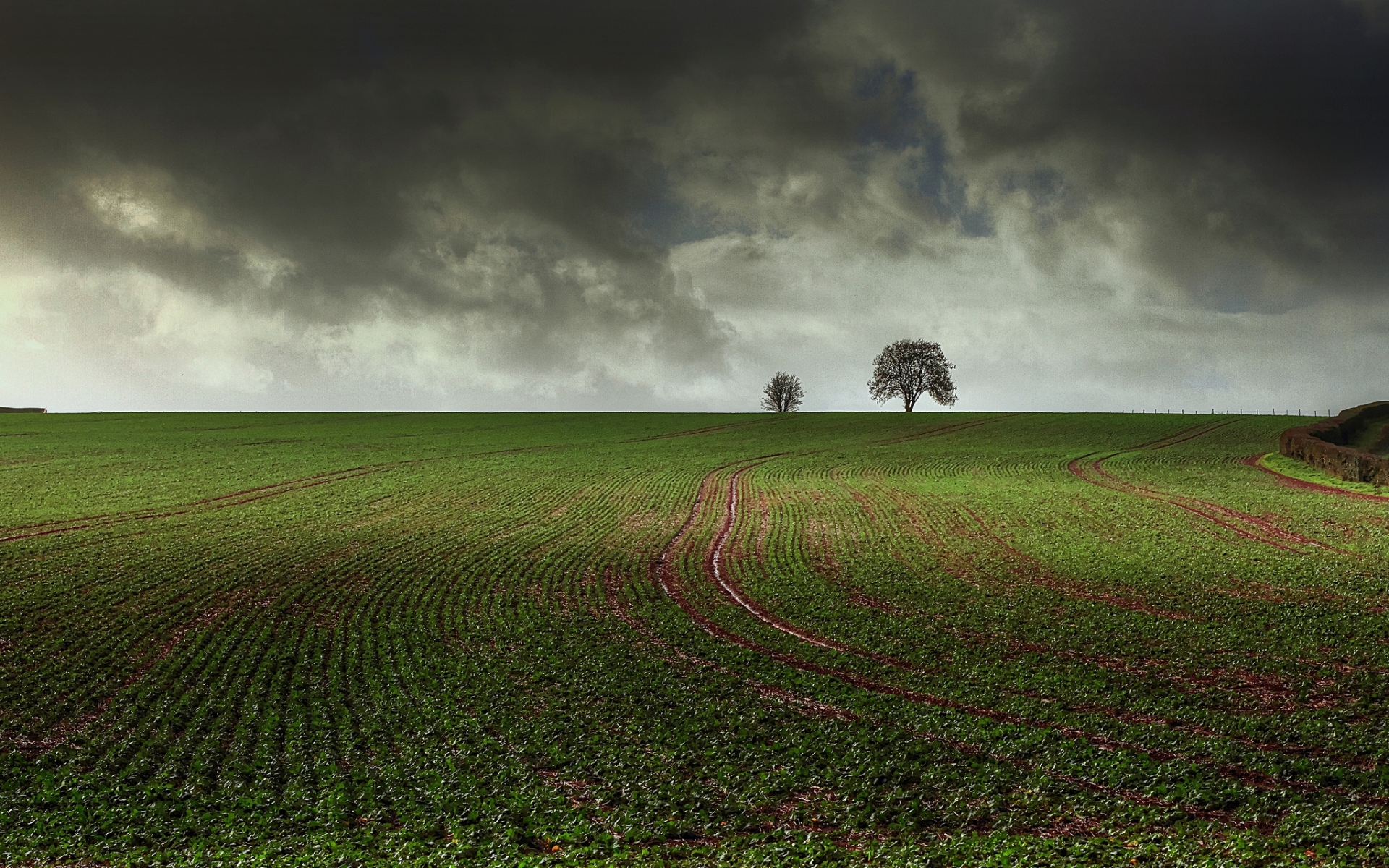 Bright Field Background