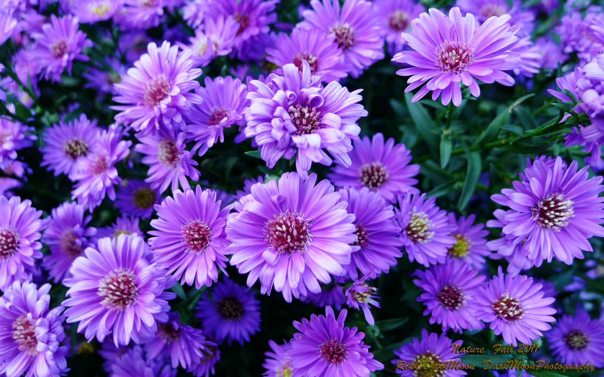 A vibrant display of purple flowers in full bloom, showcasing the beauty of nature. This HD wallpaper captures the intricate details and colors of the blossoms, enriching any desktop background.