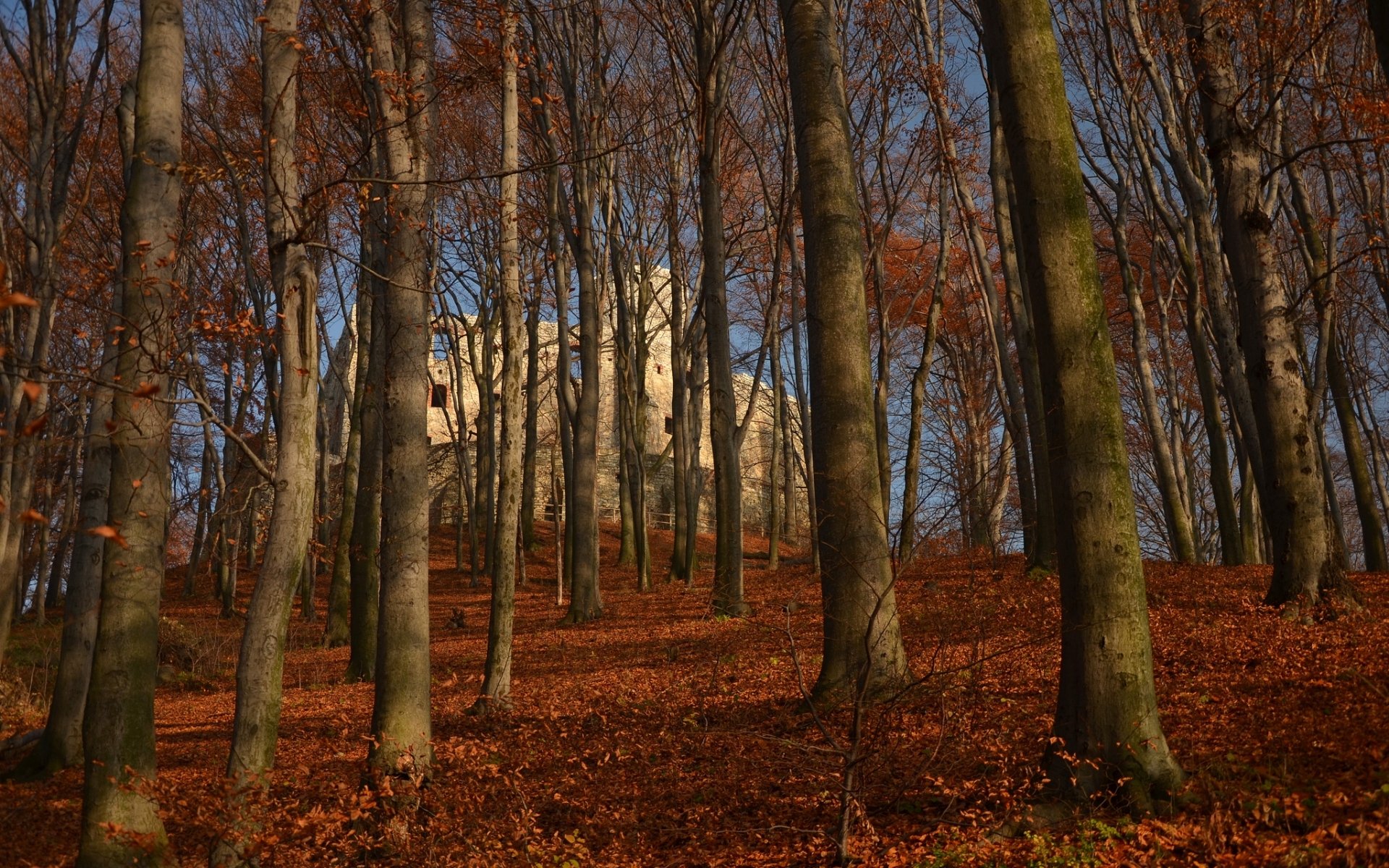 HD PC desktop wallpaper background showing man-made Lipowiec Castle rising through a bare-beech autumn forest, pale stone fortress framed by tall trunks and a clear blue sky.